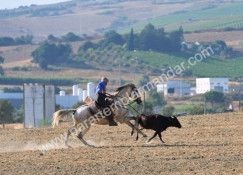 TAUROMAQUIA A CAMPO ABERTO   (14-8-2013)